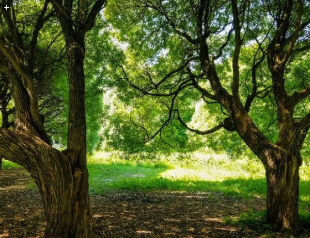 ارتباط و صحبت شگفت انگیز درختان!